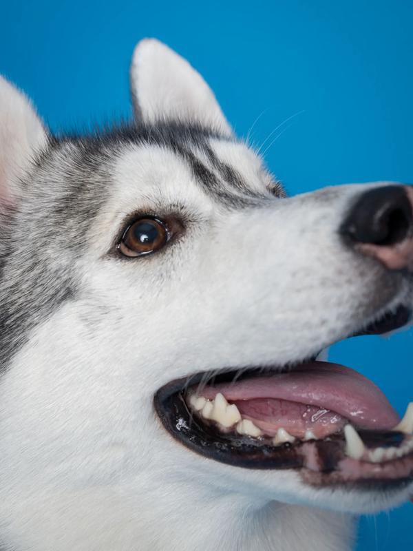 Sniff Snap 作品 11