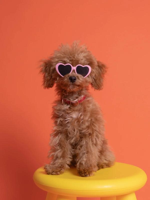 Sniff Snap 作品 12