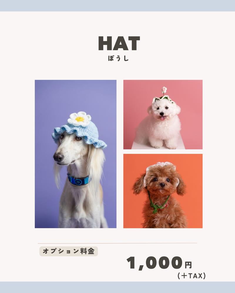 HAT ぼうし
